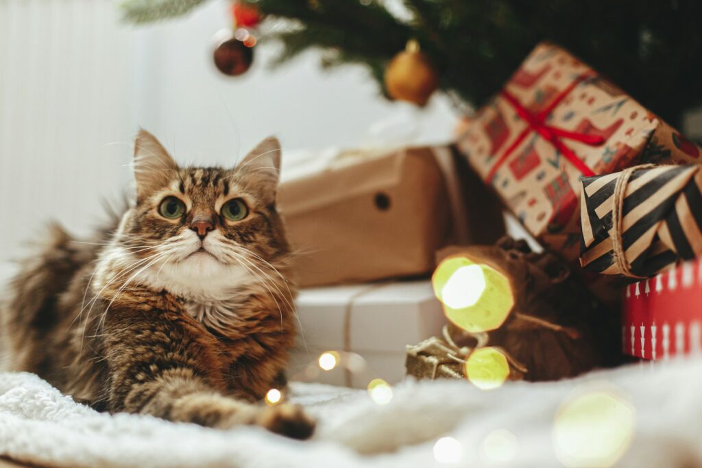 Holiday Plants and Decorations: Are They Safe for Your Cat?